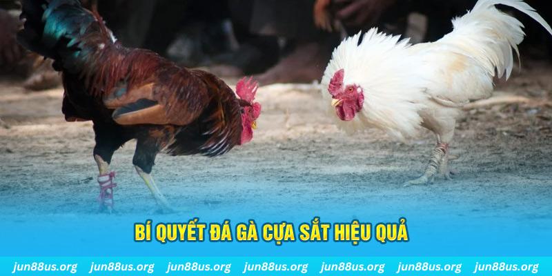 68win11 đá gà cựa dao