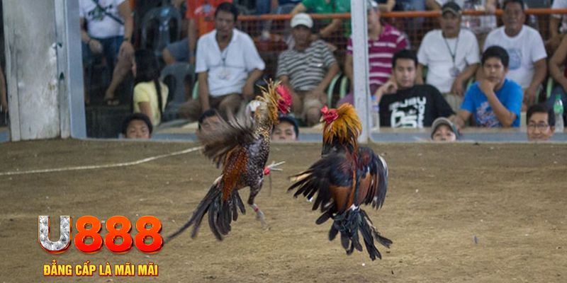 68win11 đăng nhập mậu binh online