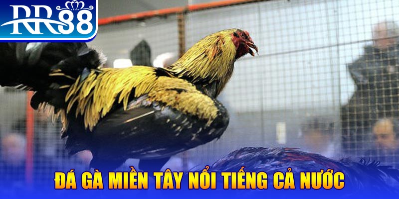68win11 gà chọi c1.com trực tiếp 888